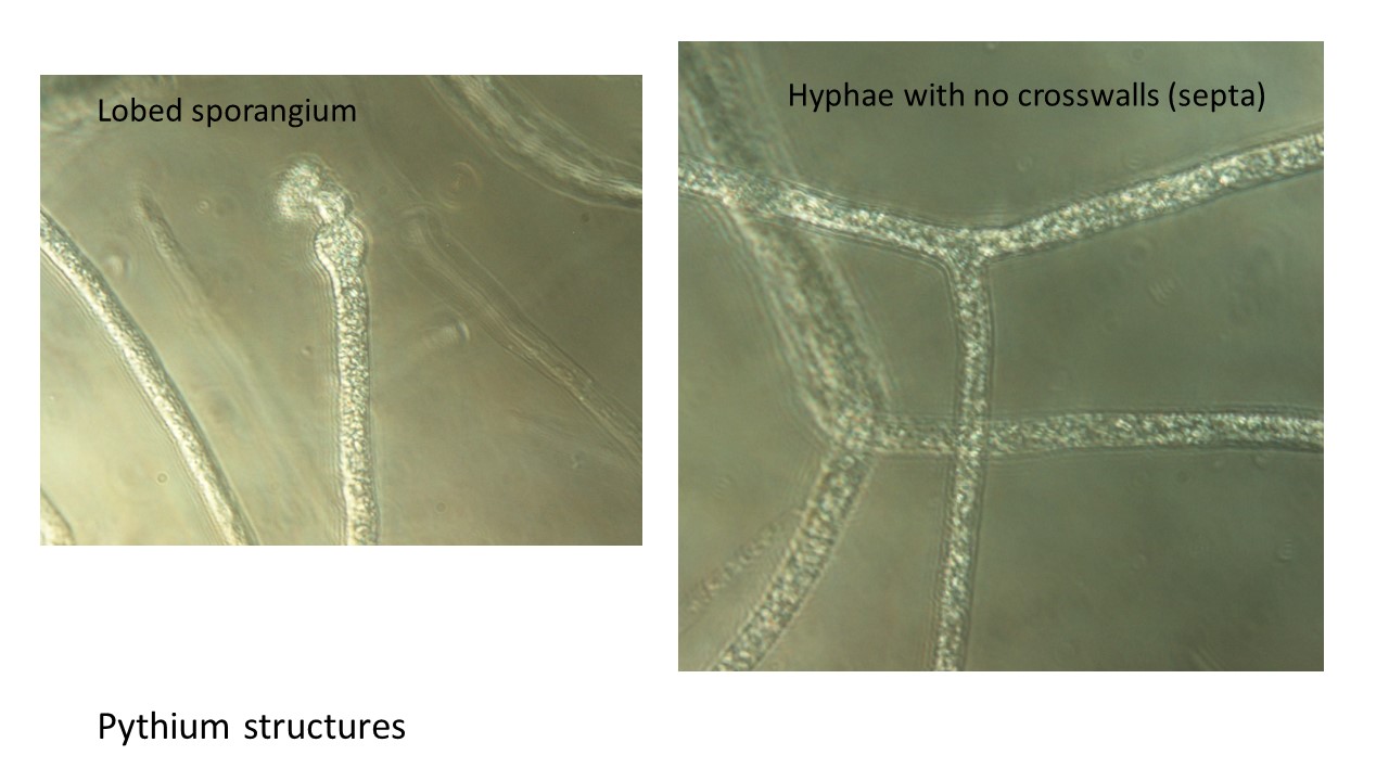 Pythium-structures-tall-fescue