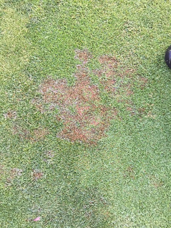 rye-2016-from-superintendent