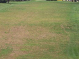 gls-cropped