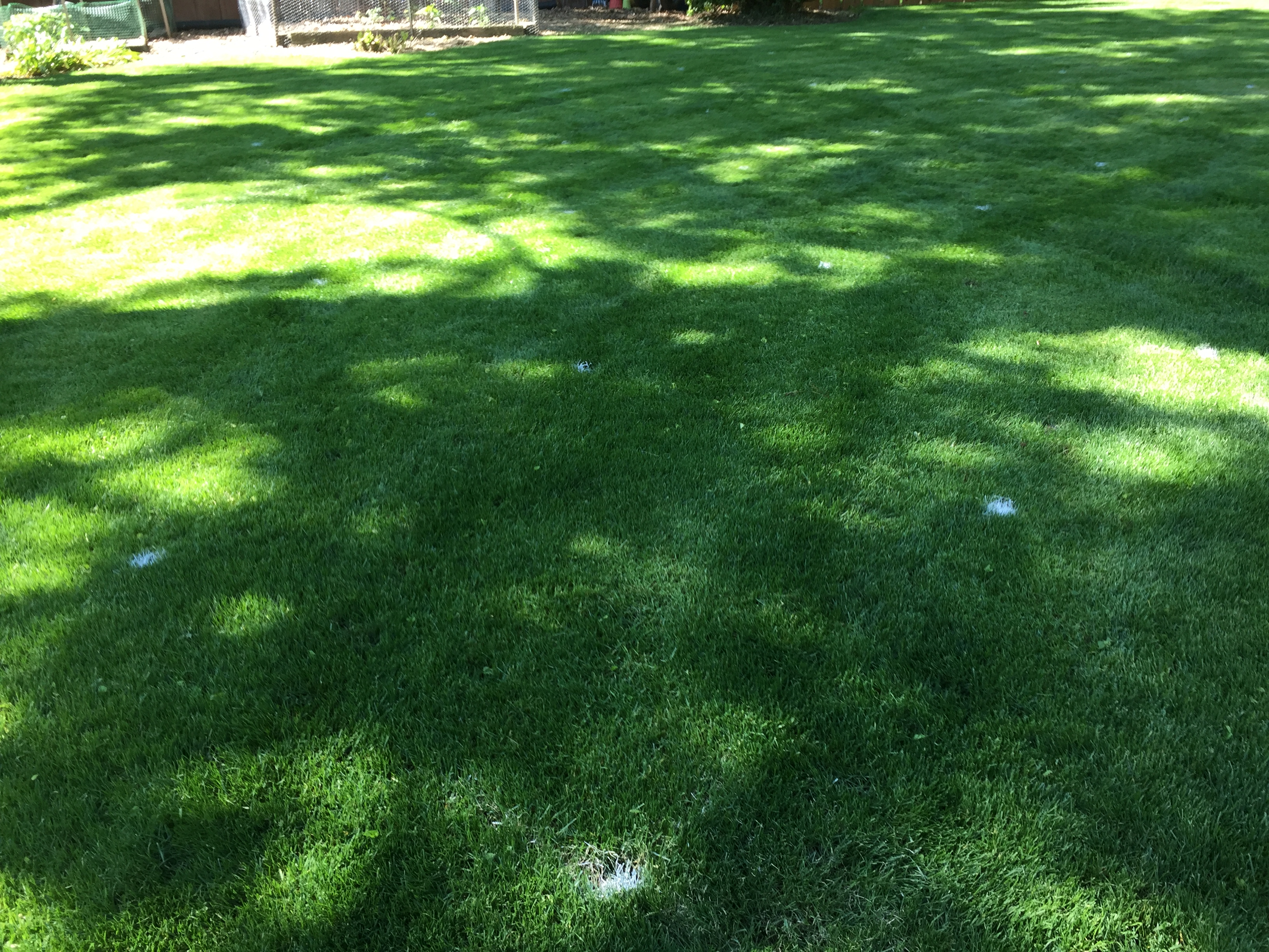 Turfgrass