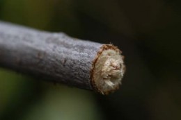 twig-girdlers
