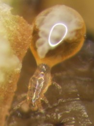 figure2oakleafitchmitefemaleovisac-27dw4aa