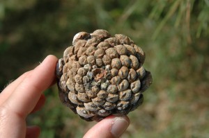 tip blight on cones