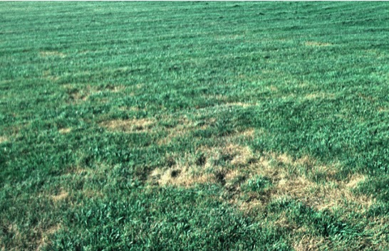 grub damage to turf