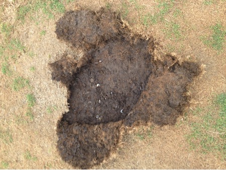 grub damage to turf