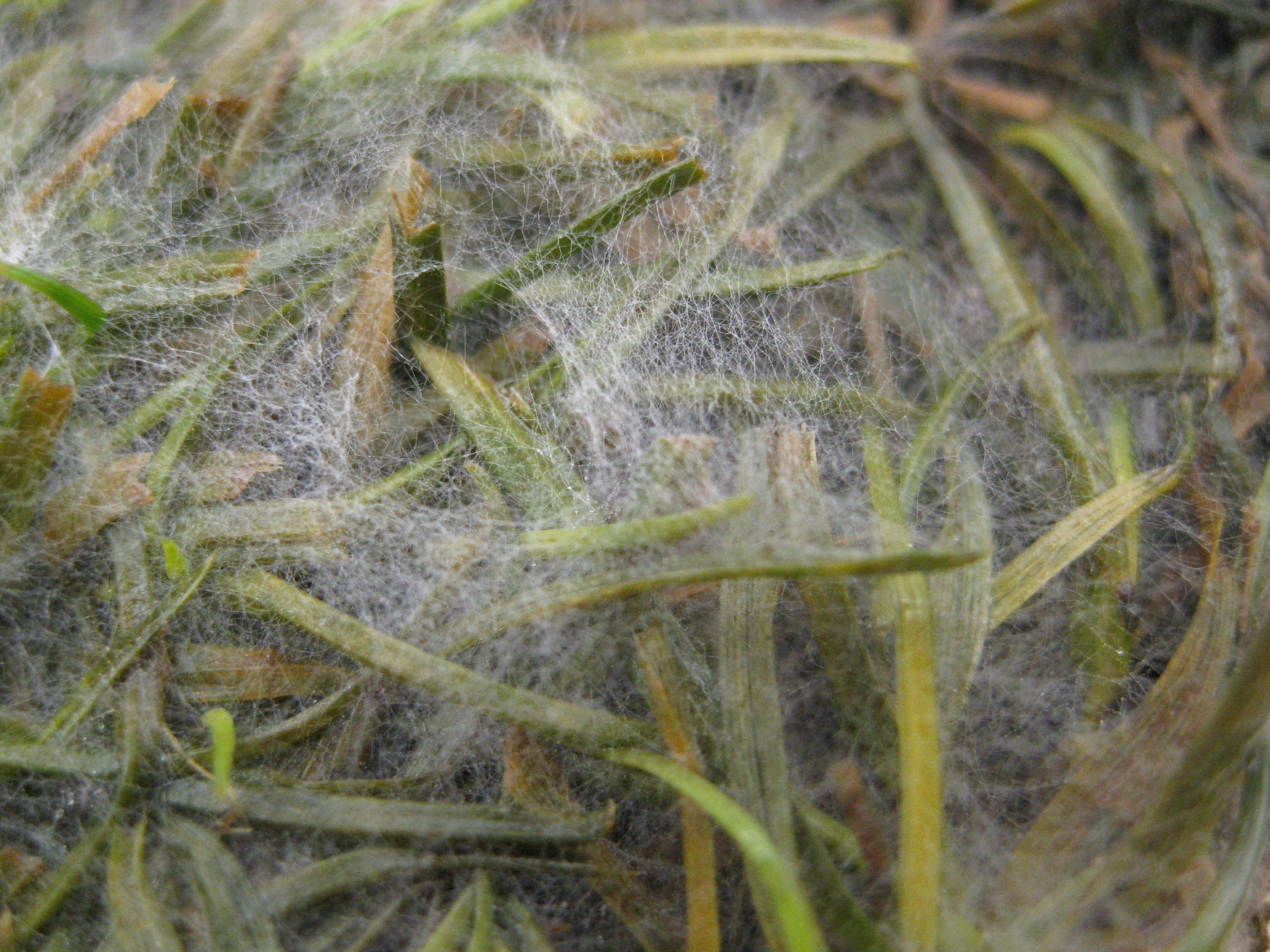 Pythium – grass is matted down and greasy/mushy