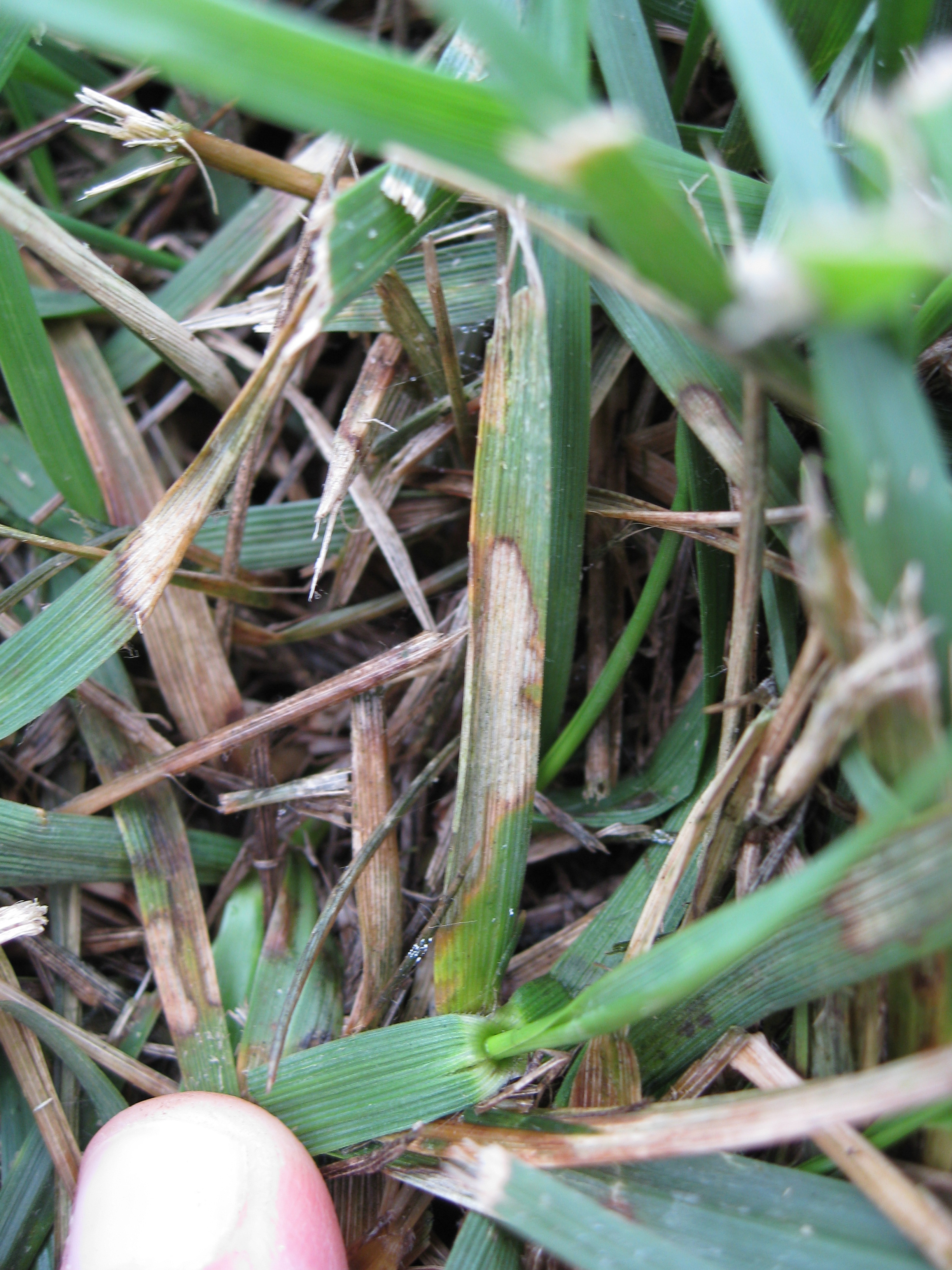 brown patch symptoms can resemble drought or other injury