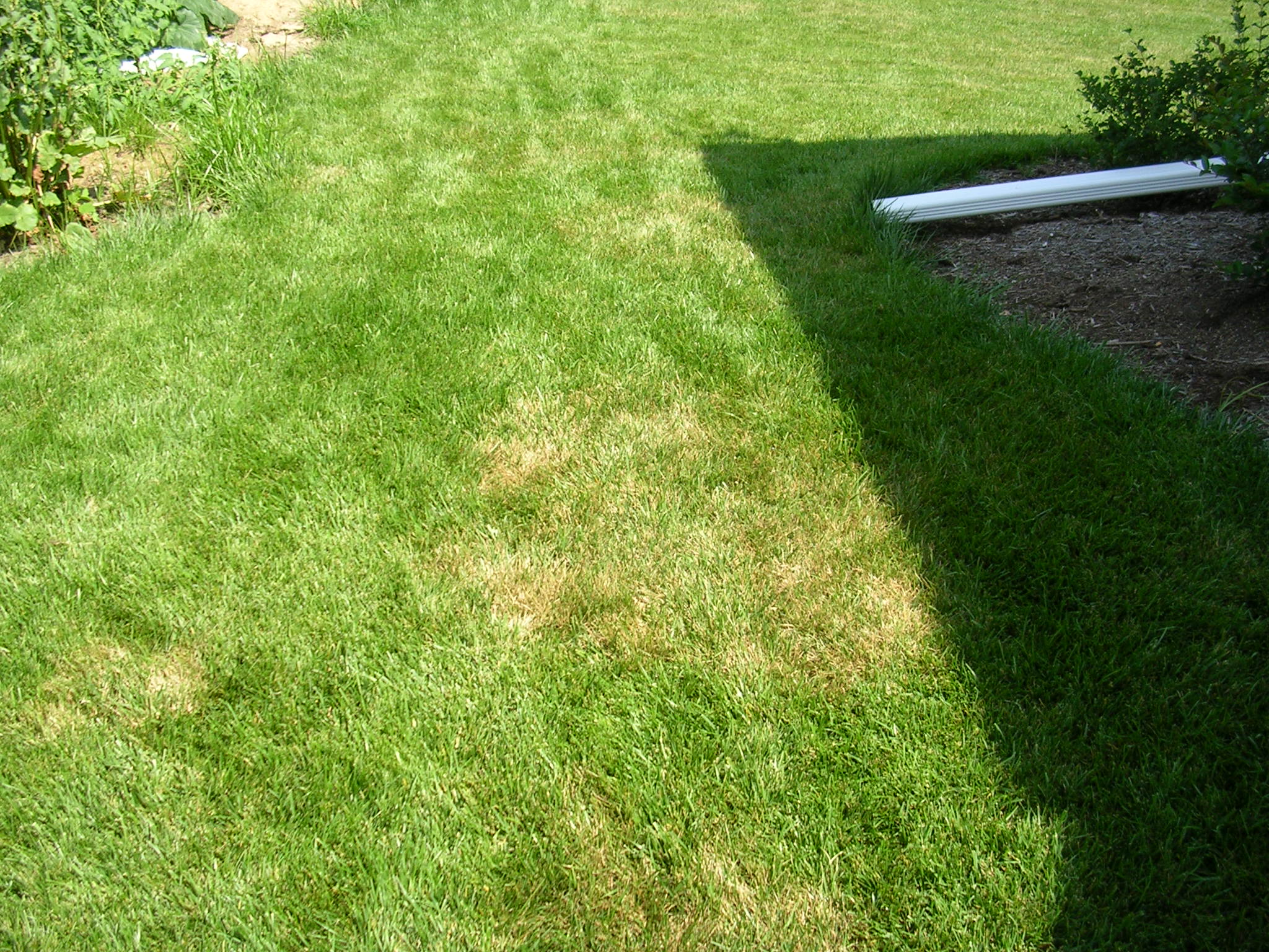 Look for lesions in turfgrass
