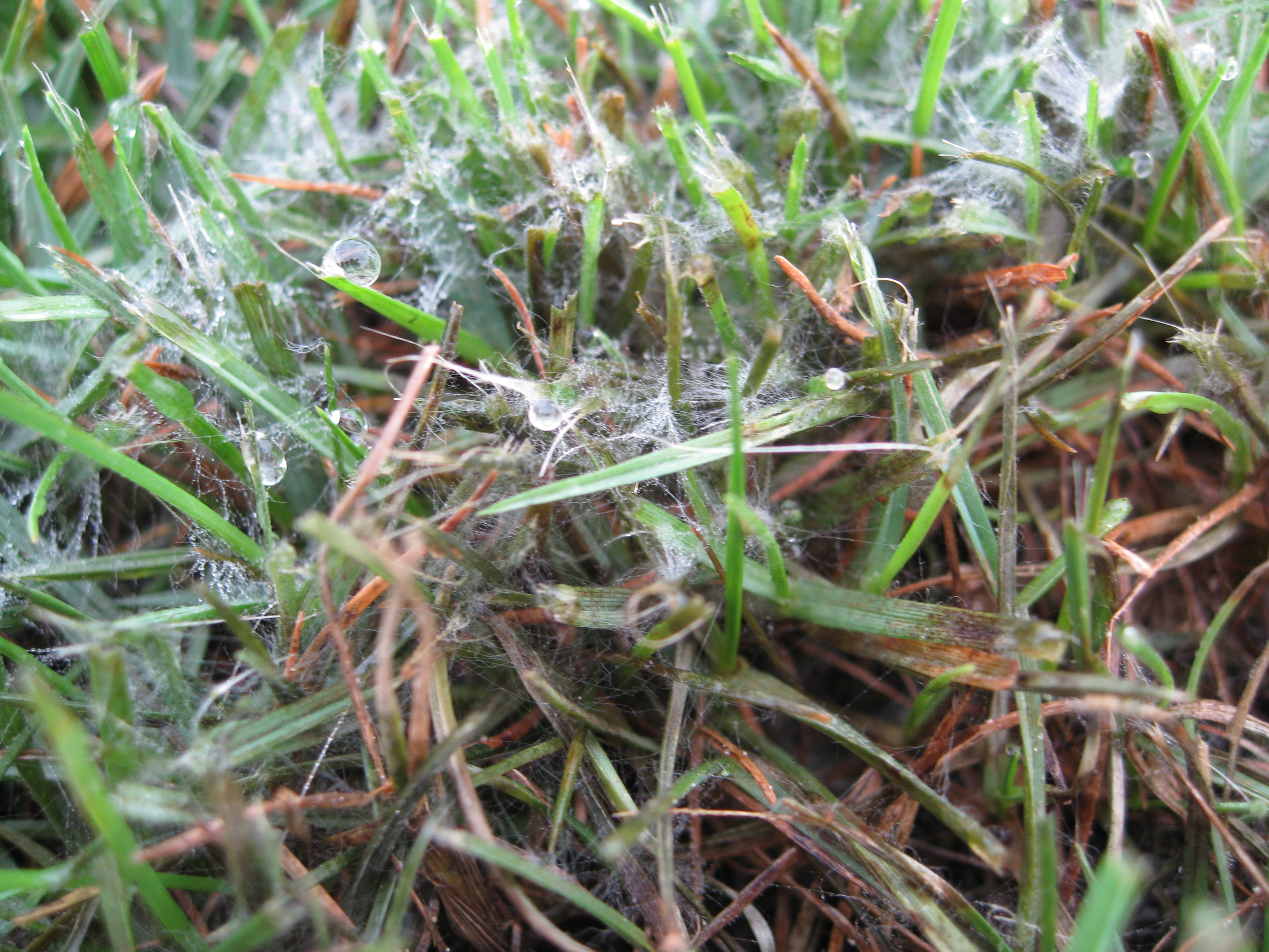 Brown patch