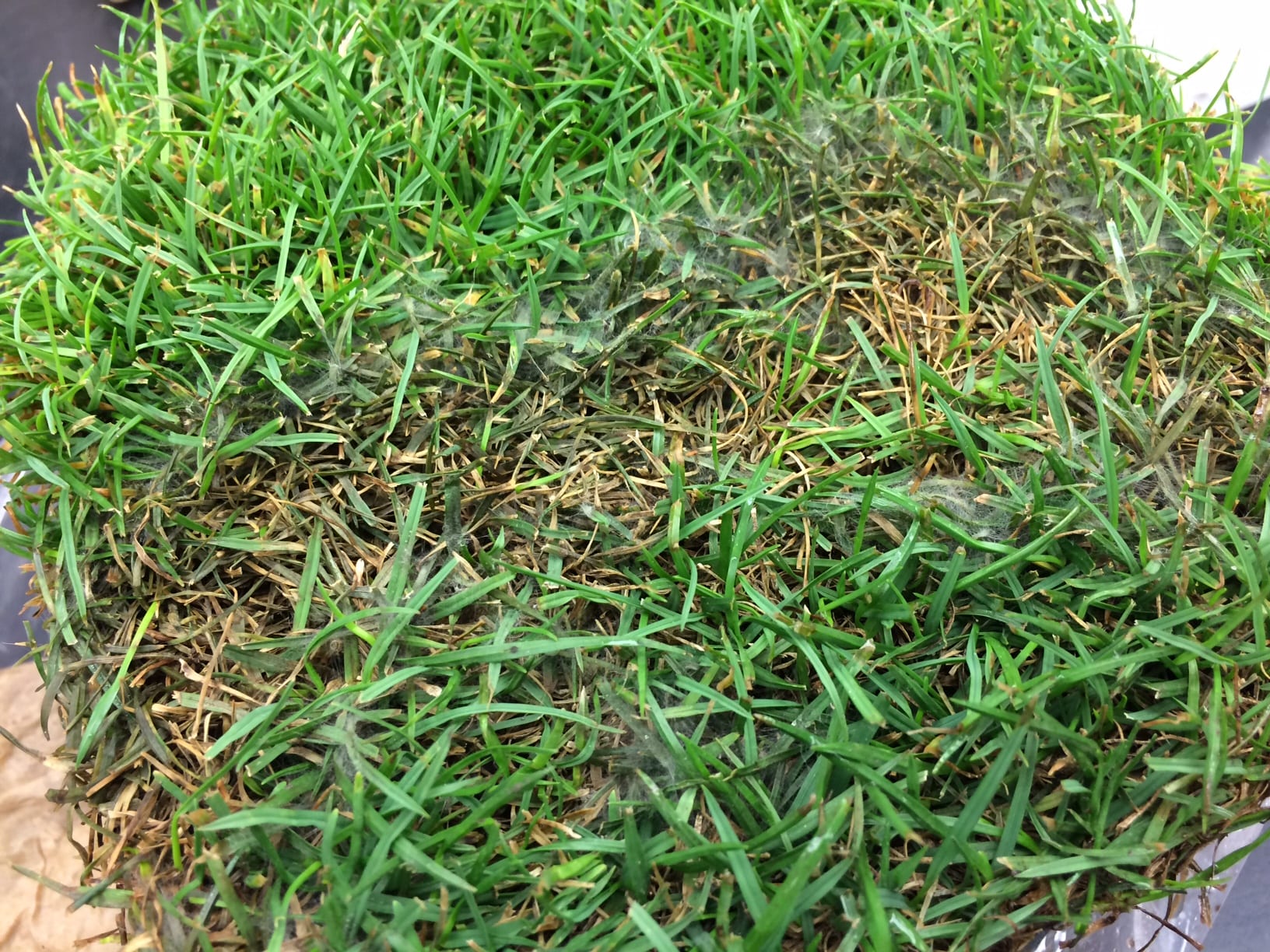 cobwebby growth