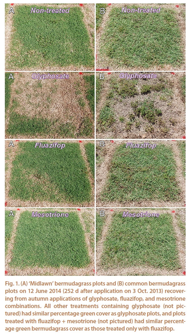 Bermudagrass control