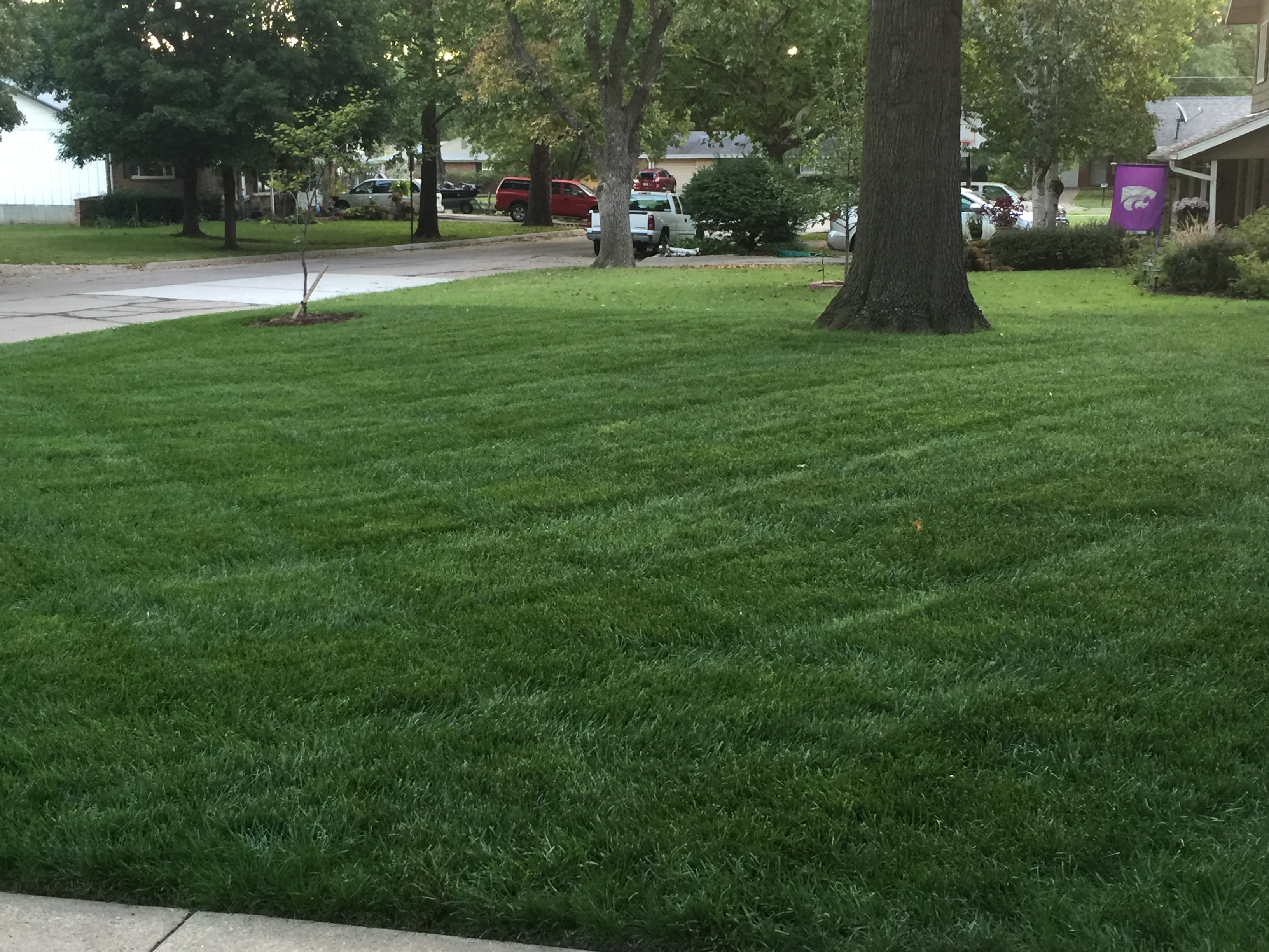 Healthy turfgrass