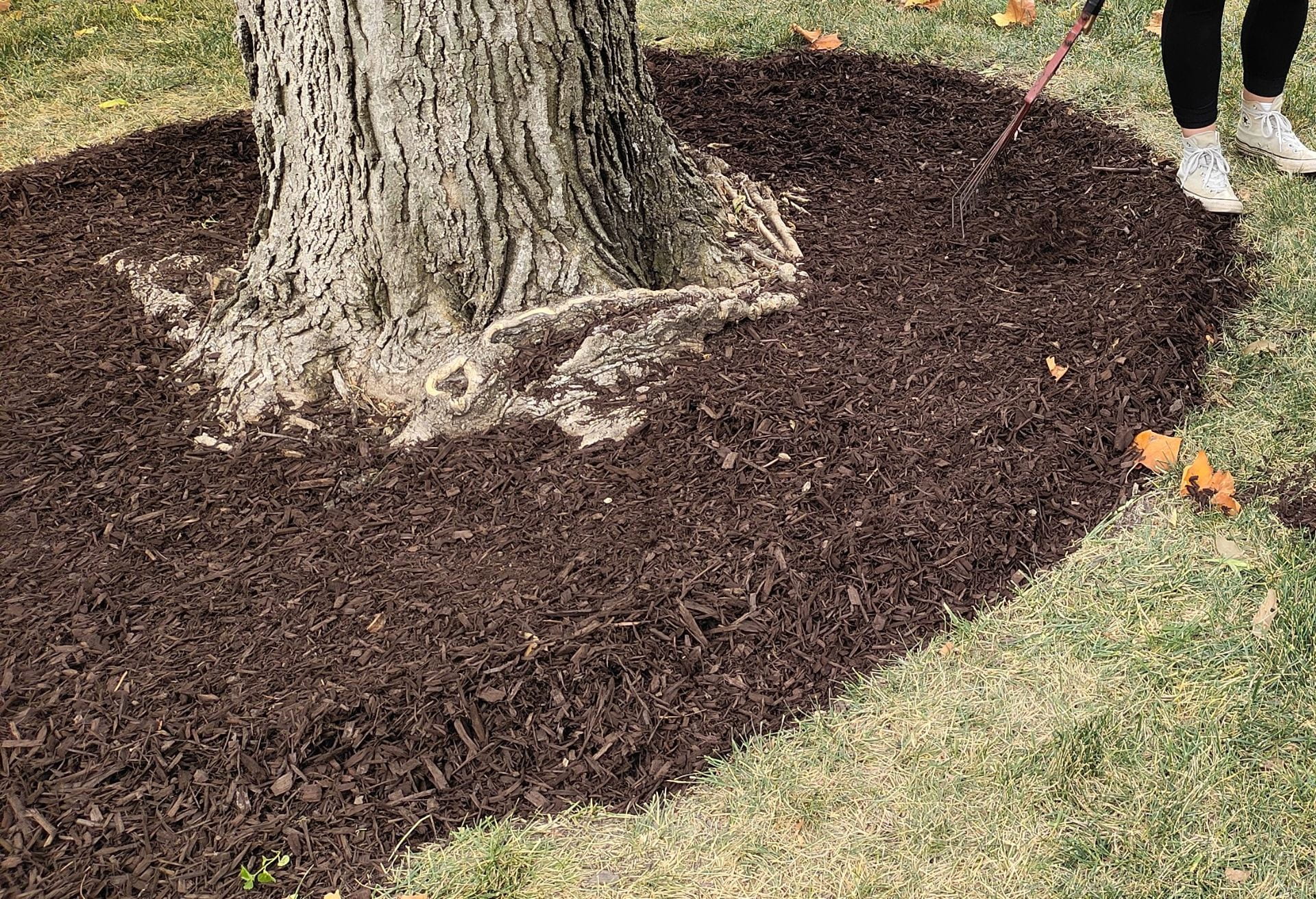 mulching an established tree