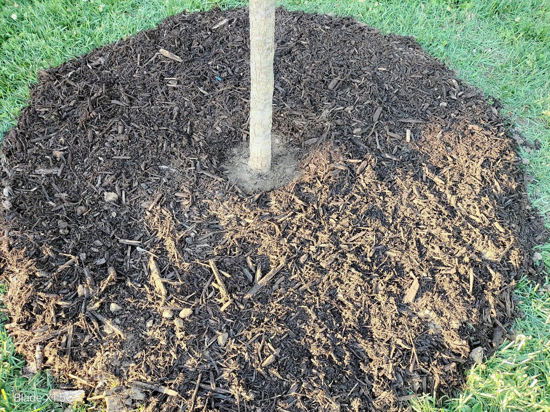 Example of a donut shaped mulch ring with the mulch not touching the tree trunk.