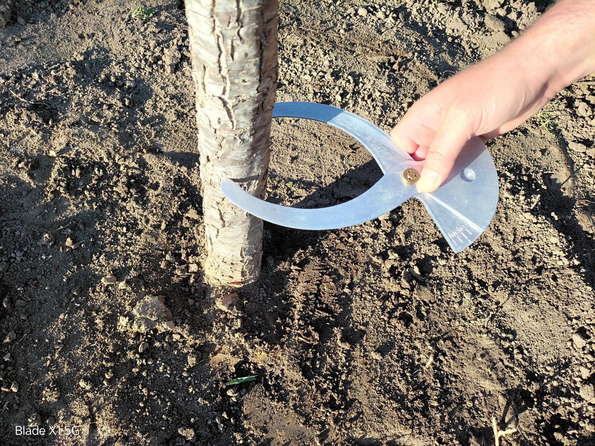 Measuring tree trunk caliper of a young tree planted in turfgrass.