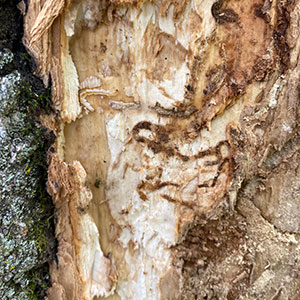 closeup, emerald ash borer damage on tree limb closeup, emerald ash borer damage on tree limb
