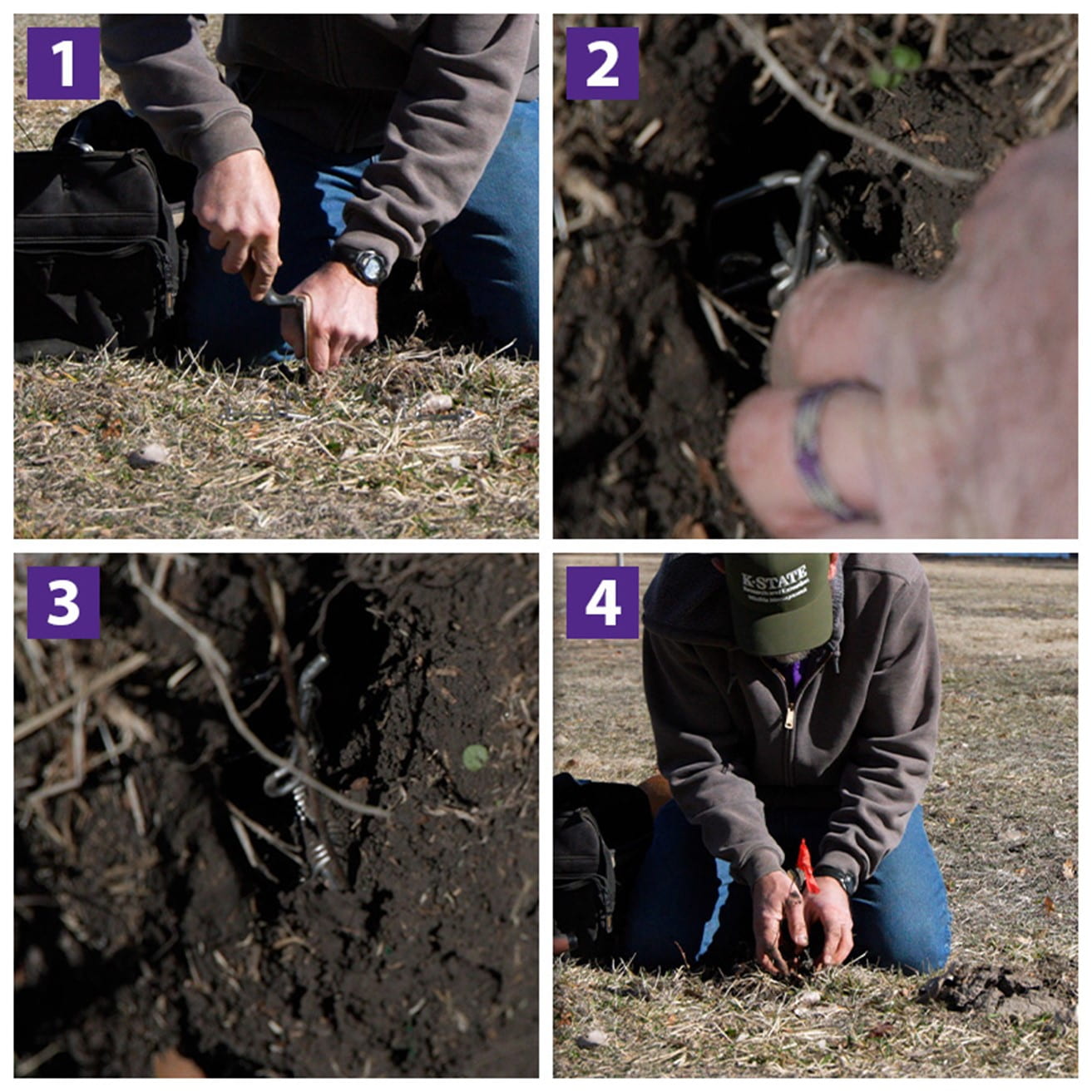Inserting the trap in the mole run photo