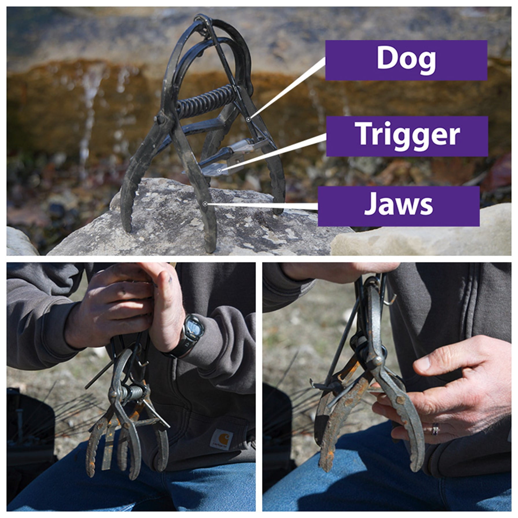 Dog, Trigger, Jaws on a Scissor-style Trap photo