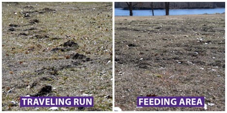Traveling run and Feeding Area photo