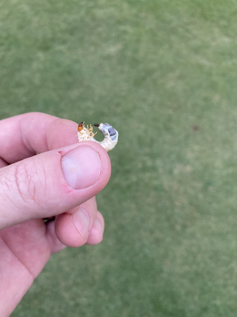 southern masked chafer