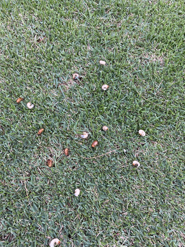 grubs on turf
