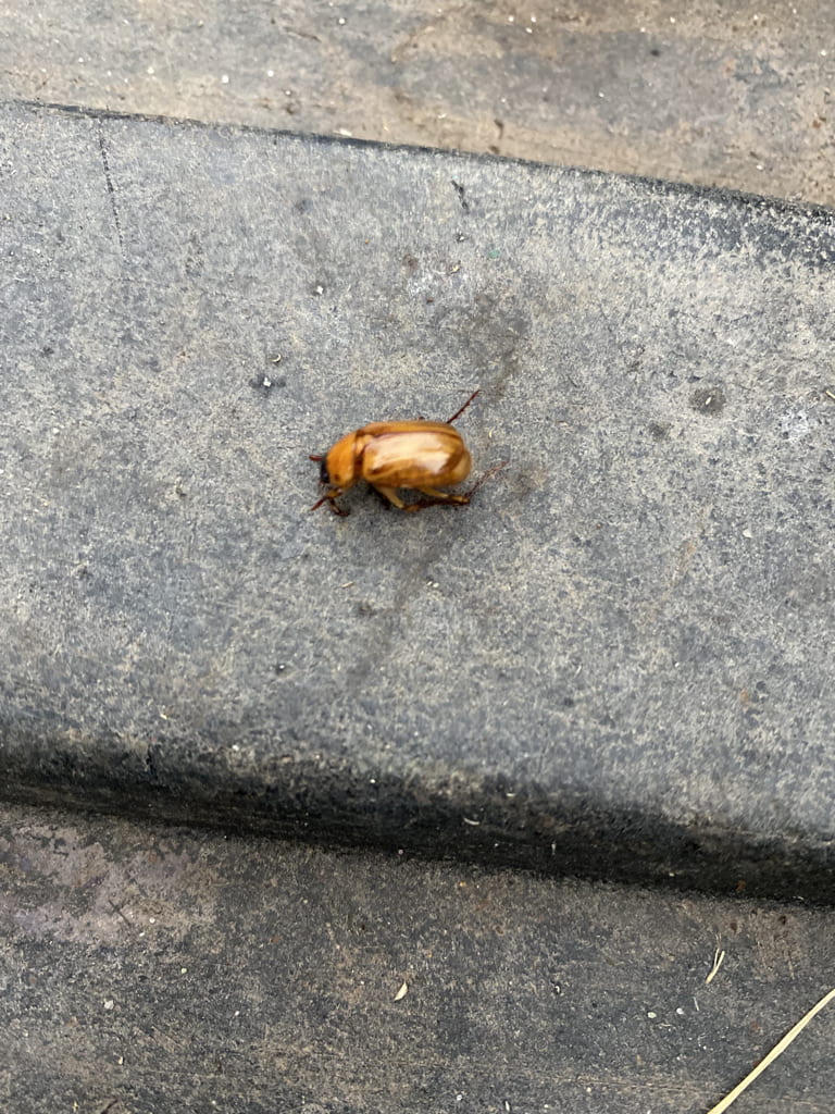adult beetle