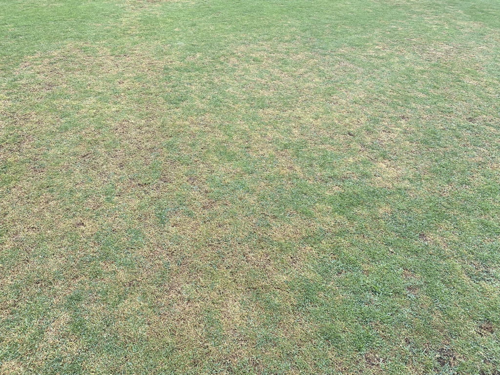 grub damage
