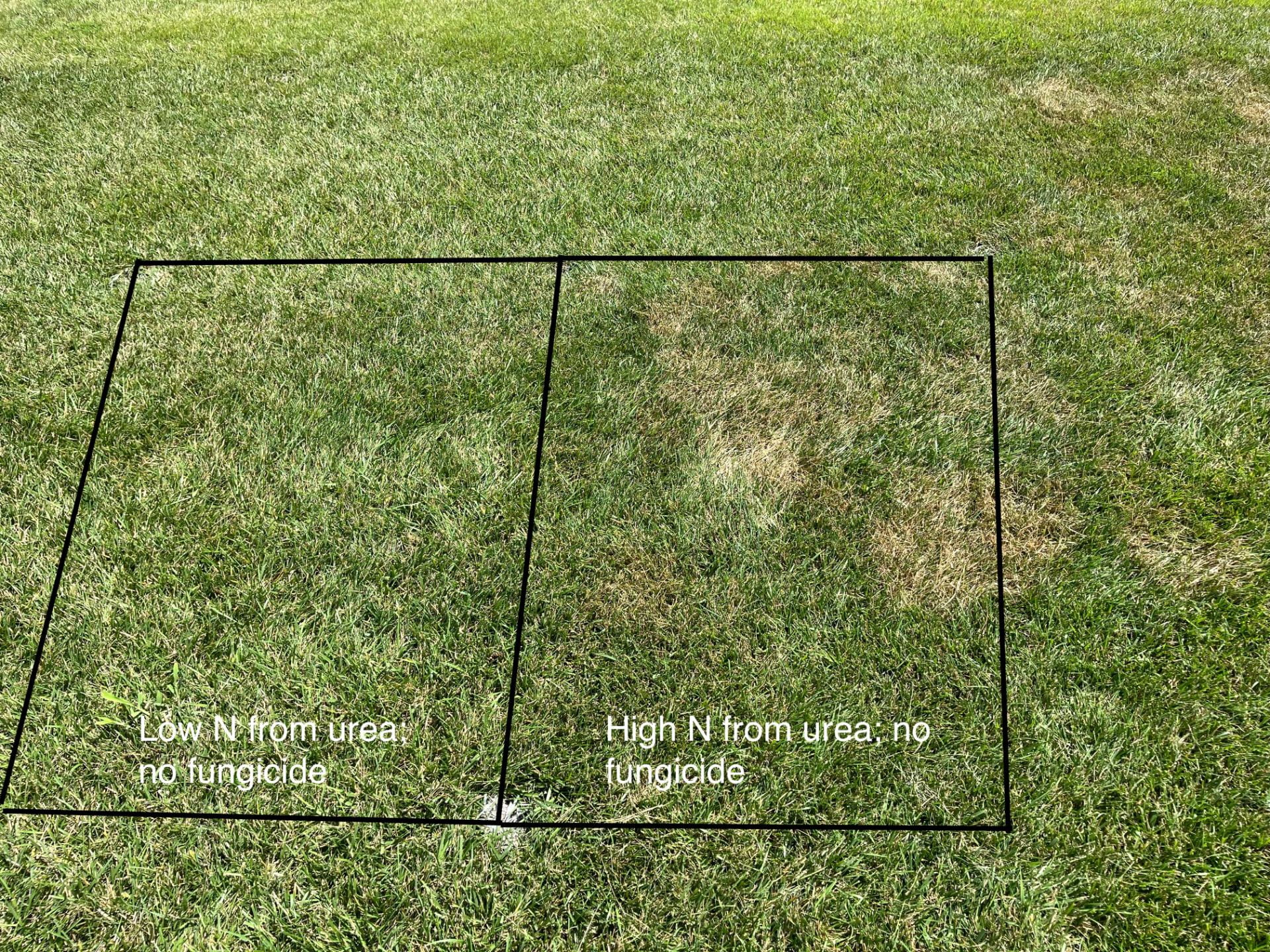 nitrogen comparison
