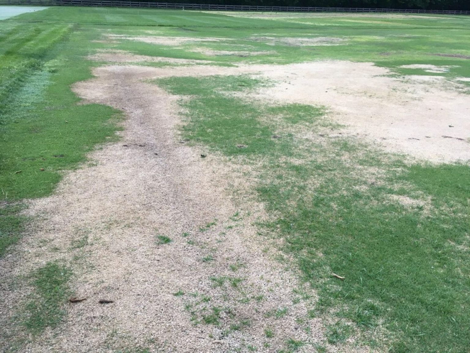 winterkill in warm-season turfgrass