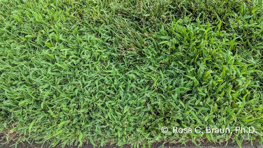 crabgrass