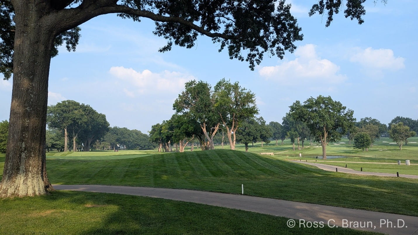 Turf in the shade