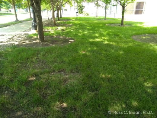Turfgrass in shade