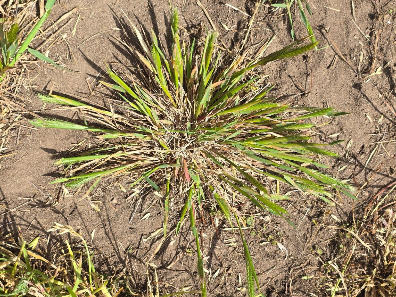 Little barley’s overall growth habit