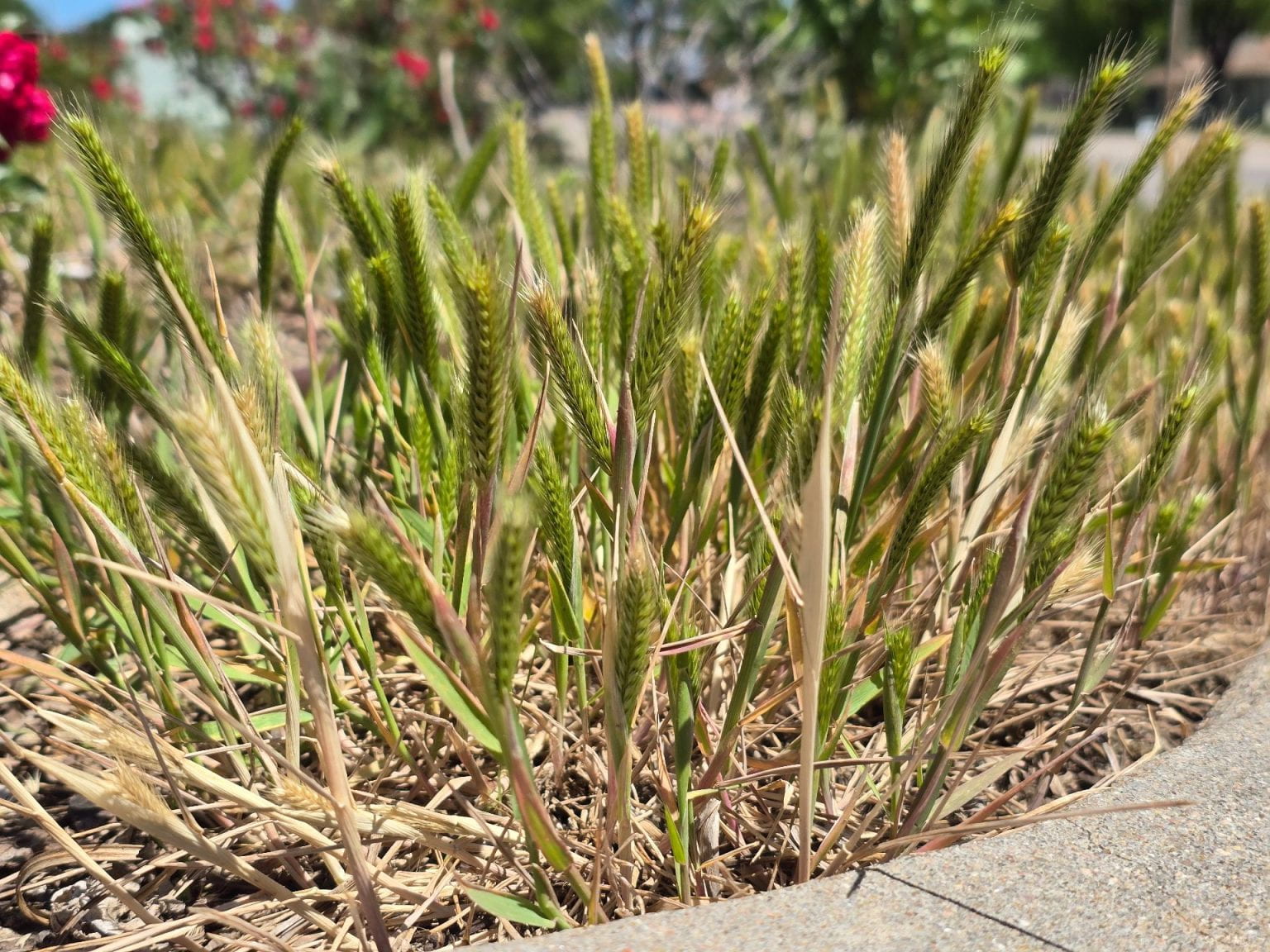 Little barley, highlighting the seedheads as plants mature and begin to brown out at the onset of summer heat