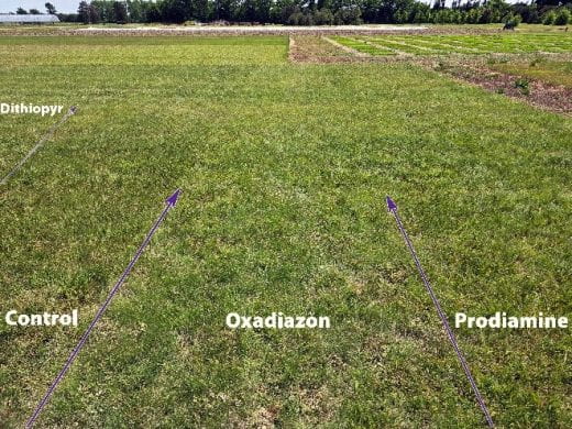 An overview of the buffalograss plot in May 2026, that hosts the little barley pre-emergent trial. Little barley is visible in the picture as the areas of darker green grass in the photograph (as compared to the buffalograss which has a lighter green/blue color). Four of the five treatment areas are visible, with the photograph centered on the six foot wide strip that oxadiazon was applied, with the control plot to the left. The August 26th oxadiazon application provided 90% control of little barley, and provided clearly visible edges of where the application was made.