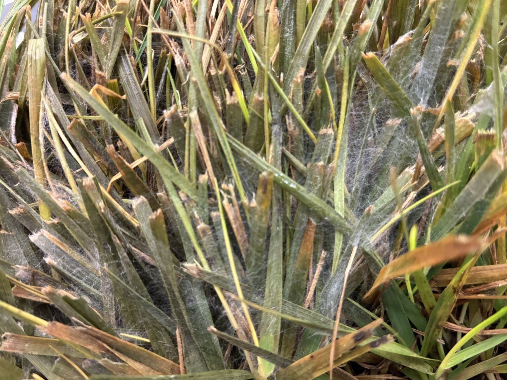 Pythium foliar blight