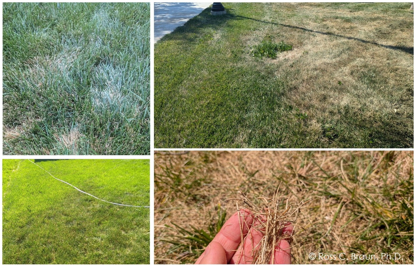 Drought symptom signs: Darker/gray/blue color and foot printing and leaf wilting (top left), leaf wilting – notice the darker leaves (bottom left), extreme leaf wilting and leaf firing (browning) (top right), and crispy desiccated leaves (bottom right). 