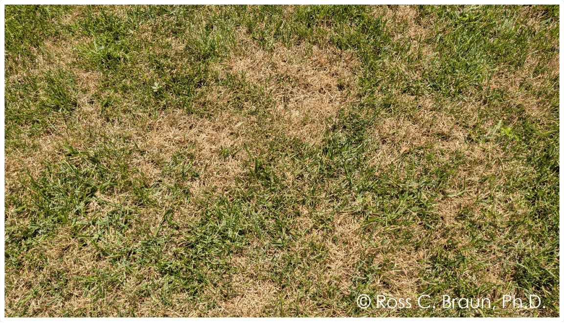 Summer stress of turfgrass