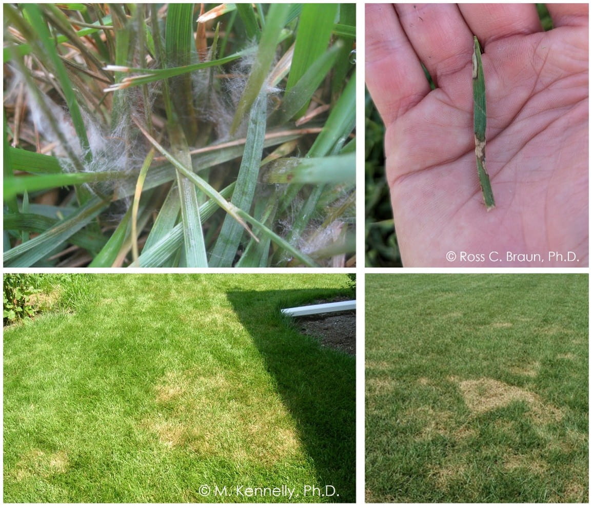 Signs and symptoms of brown patch. 