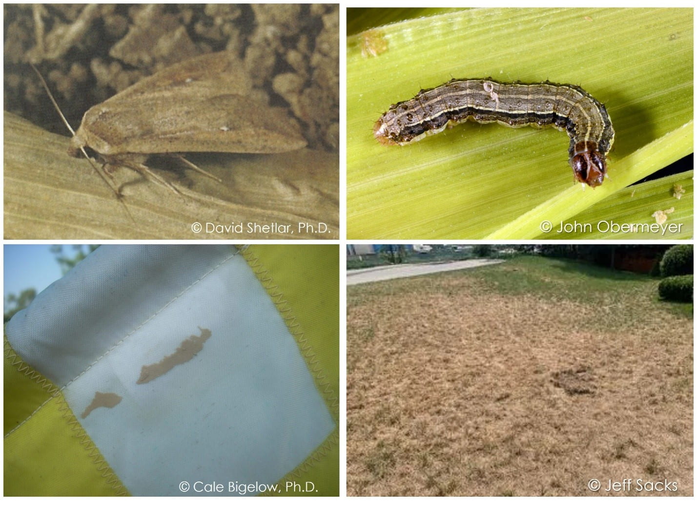 Armyworm adult (top left), larva – caterpillar (top right), egg deposits (bottom left),  and damage (bottom right).