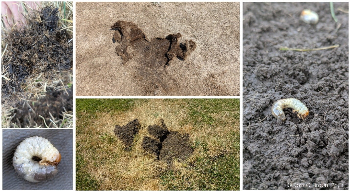 White grub damage by feeding on the turf roots, which the turf then exhibits drought stress symptoms and can be easily pulled up like carpet.