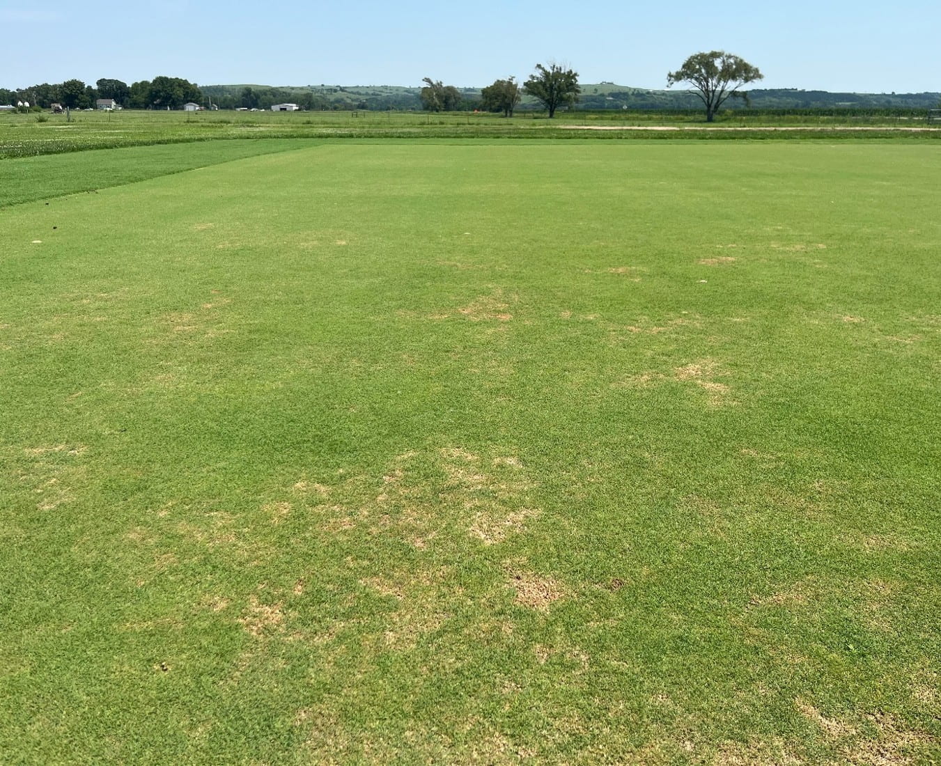 Bentgrass stress