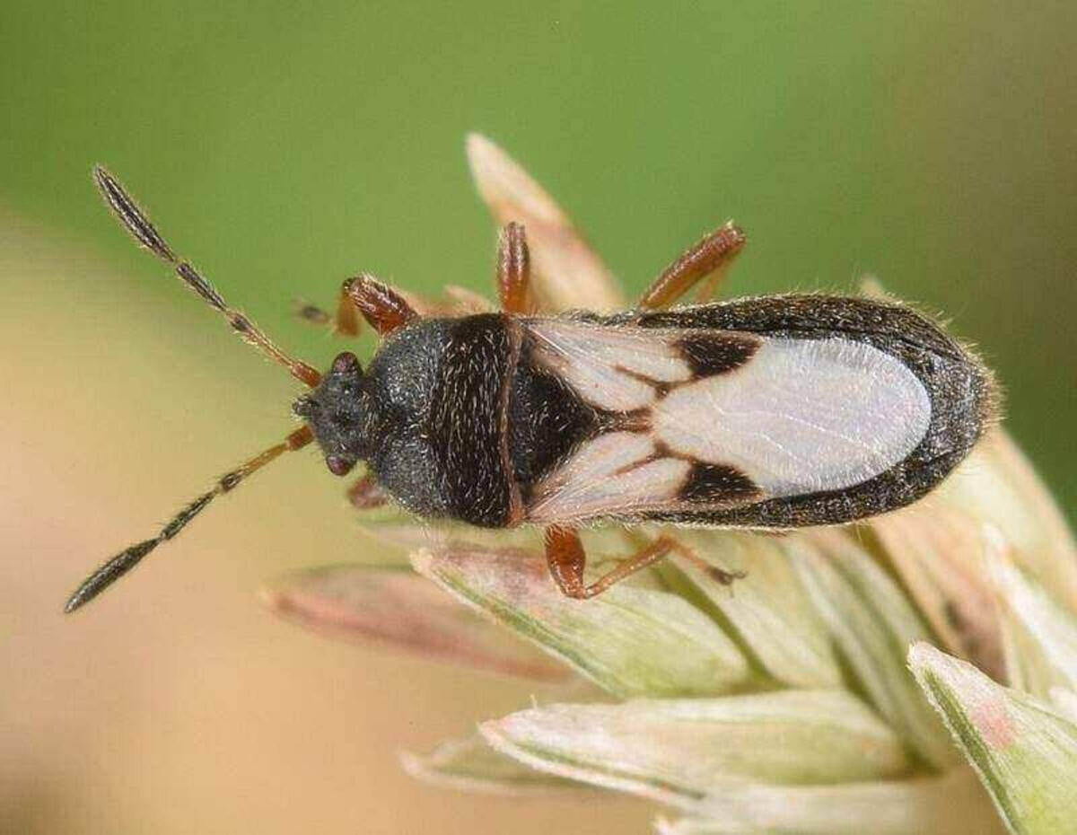 chinch bug adult