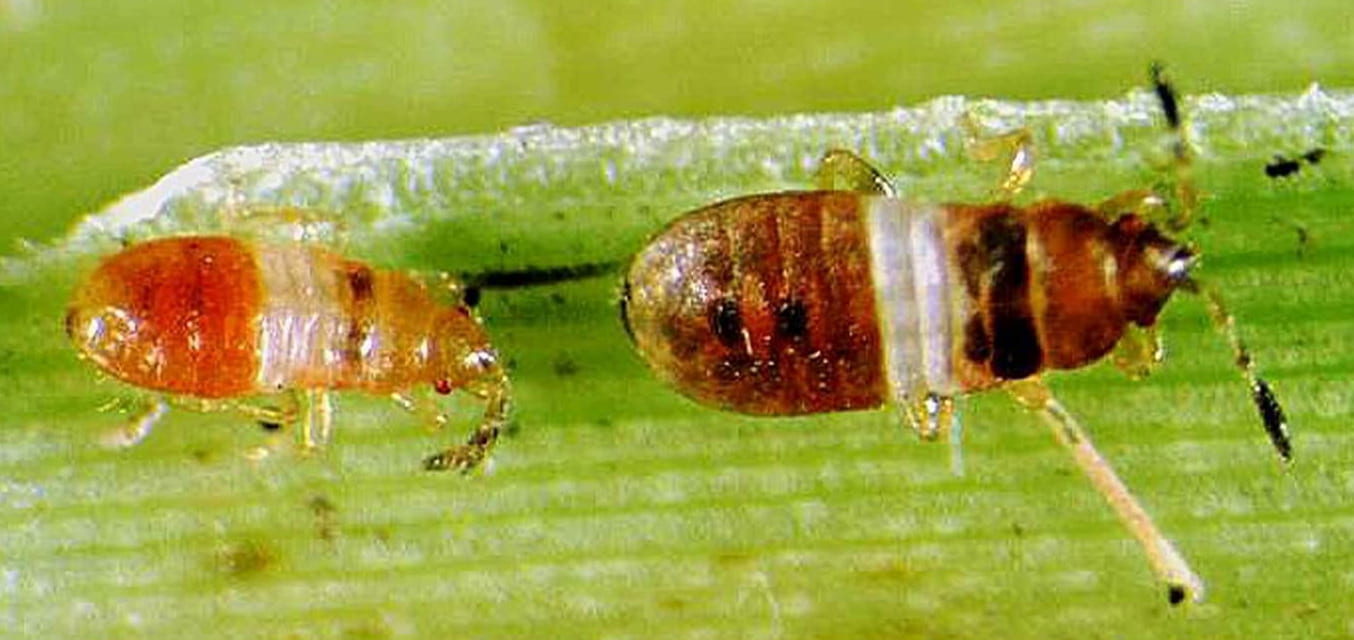 Chinch bug nymph