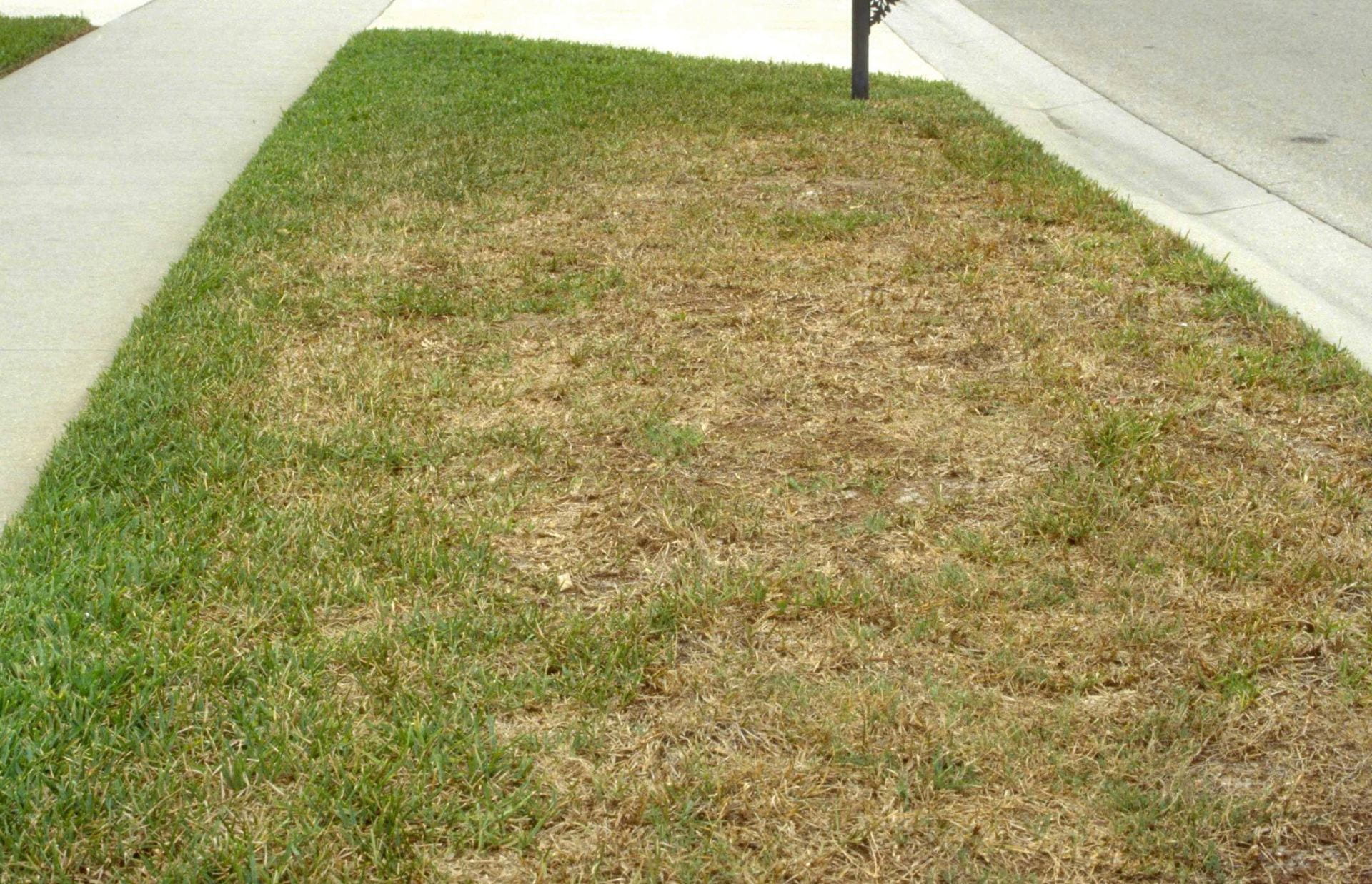 Chinch bug feeding results in yellow to brown patches of turfgrass
