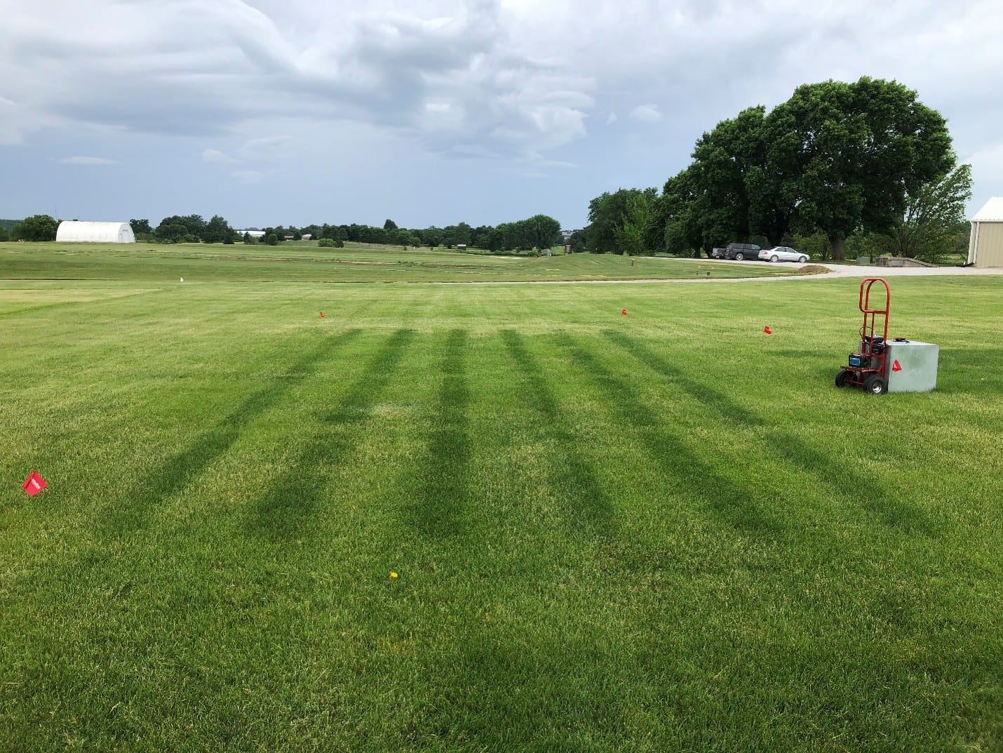 turfgrass