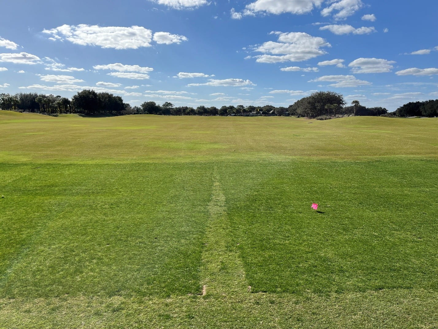 Differences in turfgrass density observed in an overseeding evaluation trial. Overseeding is one option for improving turf density and repairing areas affected by summer stress, traffic, drought, or other environmental conditions.