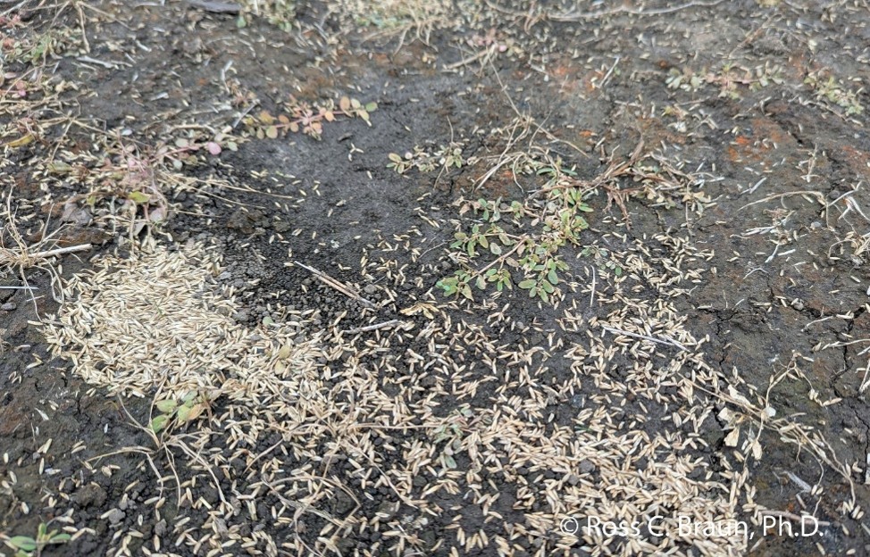 dormant seeding