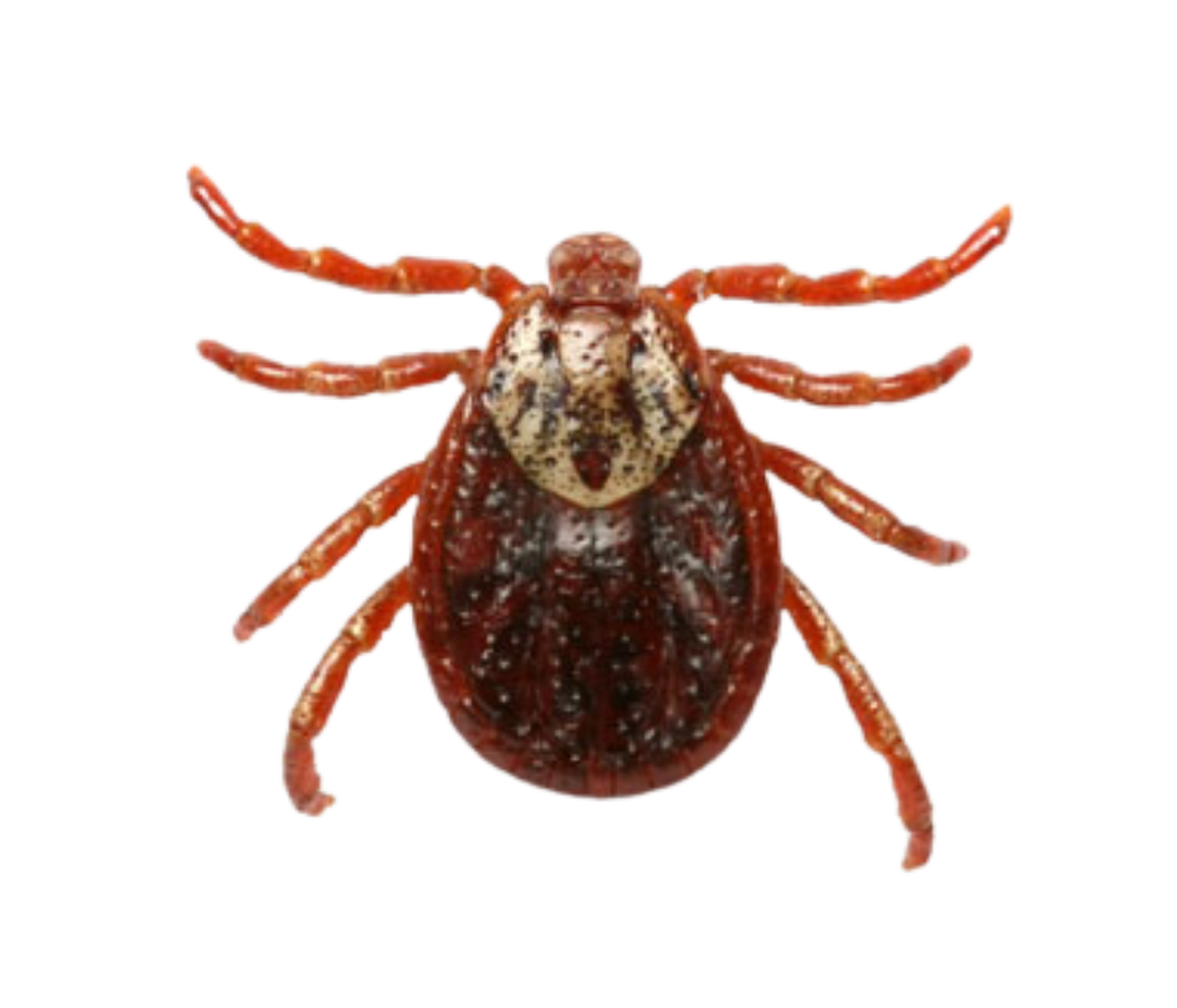 american dog tick