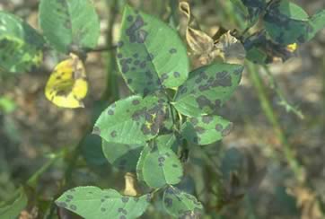 black spots on rose leaves